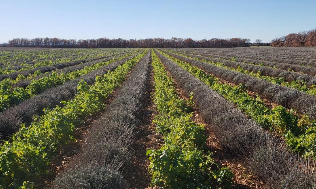 Commande de semences pour couverts végétaux "mélange du Fonds SPLP 2024" - Chambres d'agriculture Provence-Alpes-Côte d'Azur