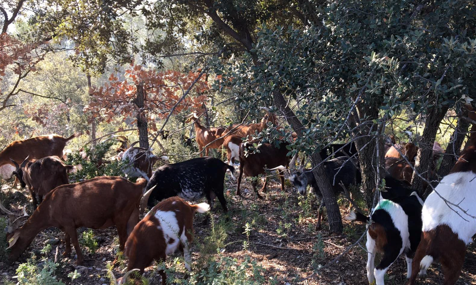 Enquête autour de l'abattage : objectif mise en place d'un abattoir semi-mobile paysan petit ruminants - Chambres d'agriculture Provence-Alpes-Côte d'Azur