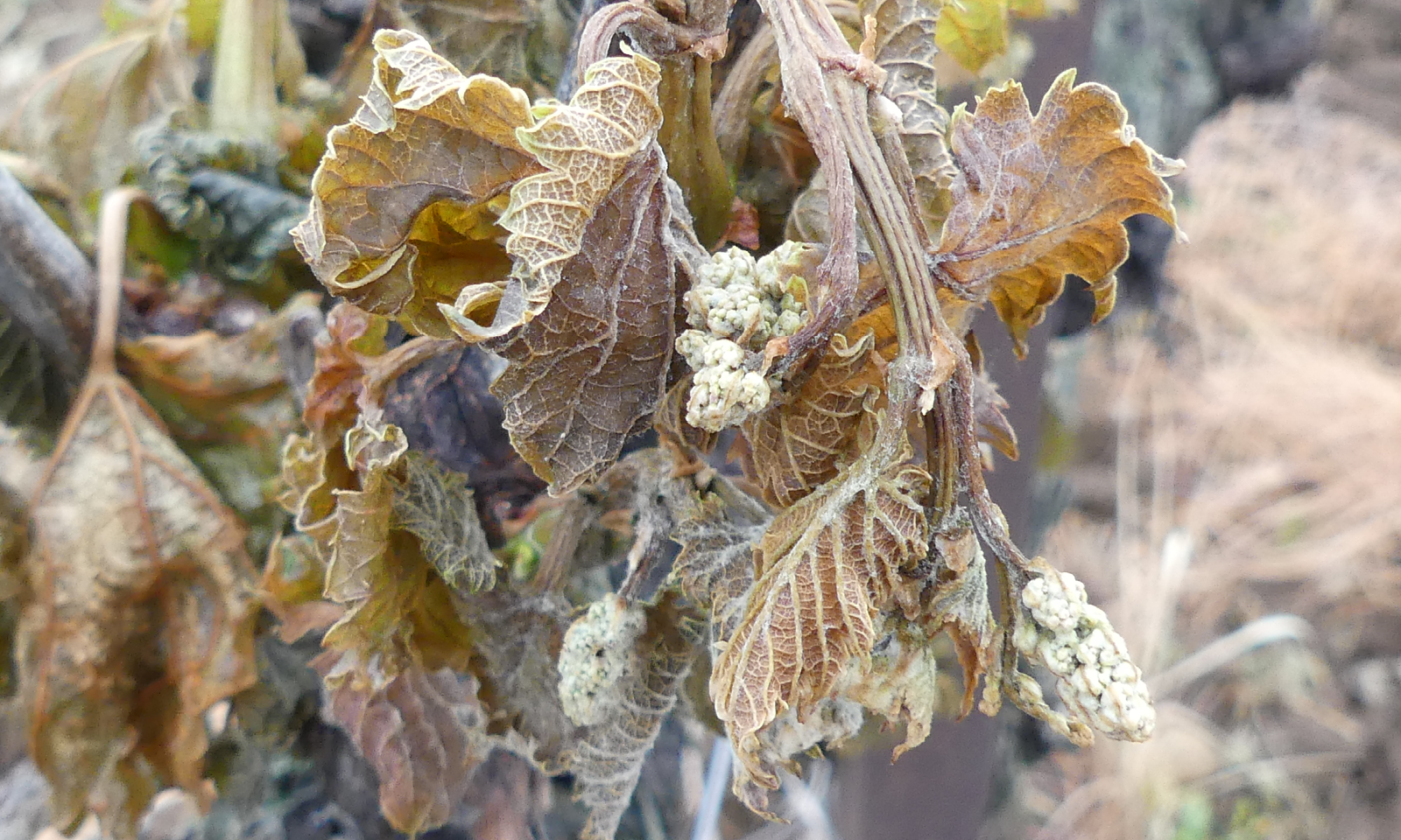 Le gel fait de très gros dégâts dans les vignes, dans les vergers et chez les maraîchers - Chambres d'agriculture Provence-Alpes-Côte d'Azur
