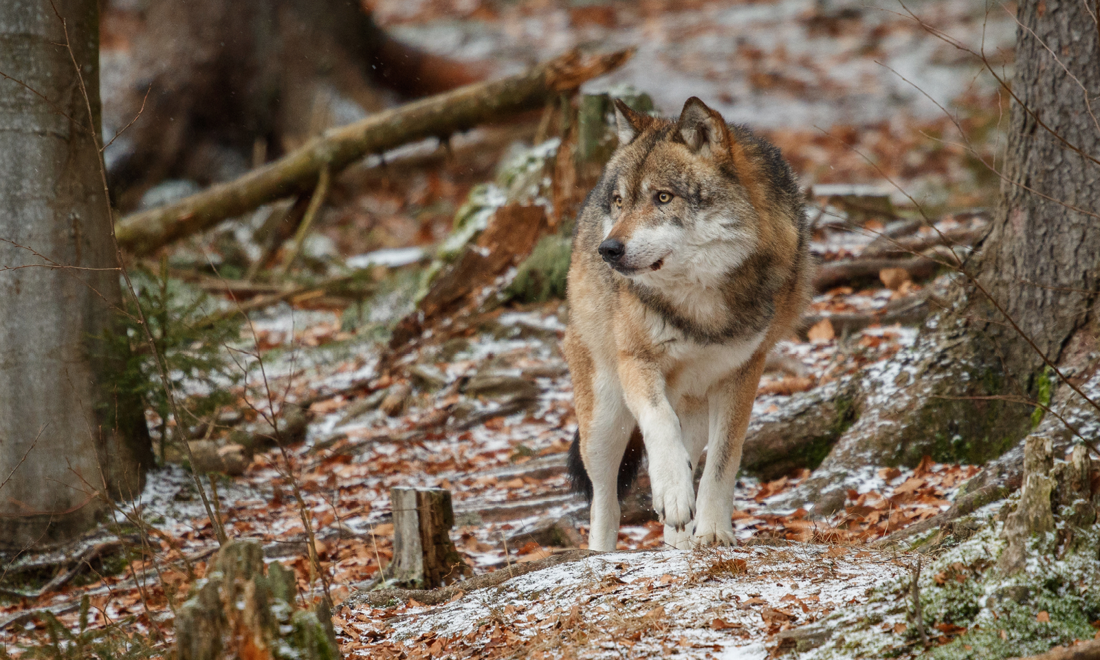 Le protocole de tir des loups évolue - Chambres d'agriculture Provence-Alpes-Côte d'Azur
