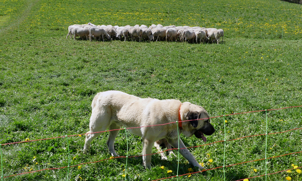 Prédation : Un plan loup toujours « décevant » pour les éleveurs - Chambres d'agriculture Provence-Alpes-Côte d'Azur