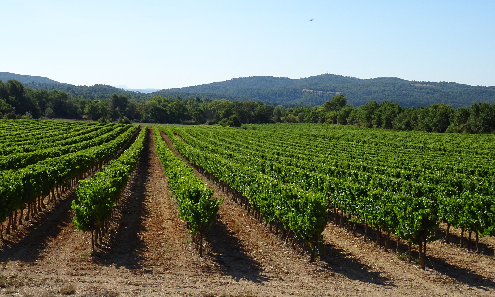 Ouverture d'un dispositif "fonds d'urgence" pour la viticulture du 04 - Chambres d'agriculture Provence-Alpes-Côte d'Azur