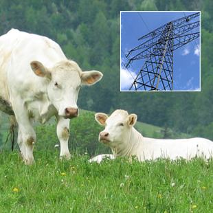 Lignes électriques et antennes relais : Quel impact sur l'élevage? Répondez à l'enquête ! - Chambres d'agriculture Provence-Alpes-Côte d'Azur