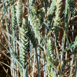 Agriculture Biologique : Faire un choix variétal judicieux en blé dur et blé tendre - Chambres d'agriculture Provence-Alpes-Côte d'Azur