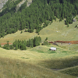 Dossier Forêt : Préserver et protéger les poumons des Alpes - Chambres d'agriculture Provence-Alpes-Côte d'Azur