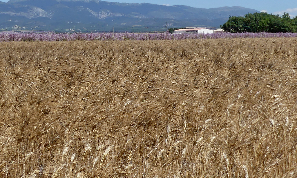 Grandes cultures : Le plan de résilience en région Sud-Paca est lancé ! - Chambres d'agriculture Provence-Alpes-Côte d'Azur