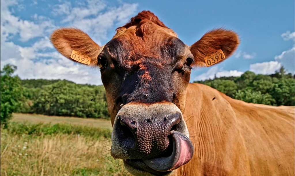 Filière bovine : « Les Excellentes » veut faire rimer qualité avec quantité - Chambres d'agriculture Provence-Alpes-Côte d'Azur