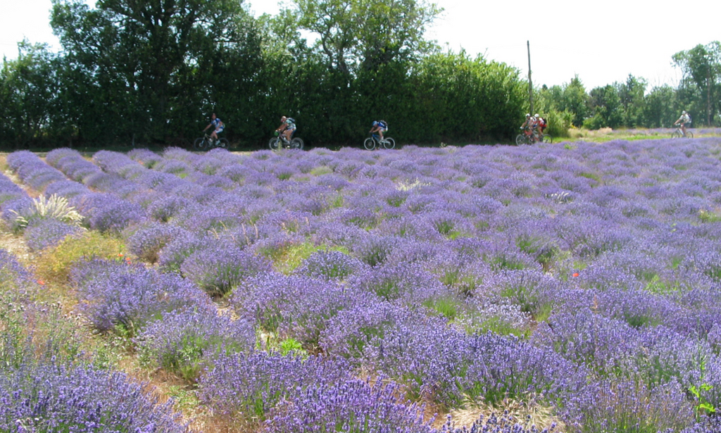 Aide en faveur d’investissements pour la production de plantes à parfum, aromatiques et médicinales - Chambres d'agriculture Provence-Alpes-Côte d'Azur