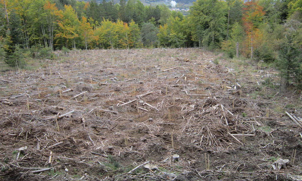 Forêt : Soutenir le renouvellement forestier, un enjeu d’avenir - Chambres d'agriculture Provence-Alpes-Côte d'Azur