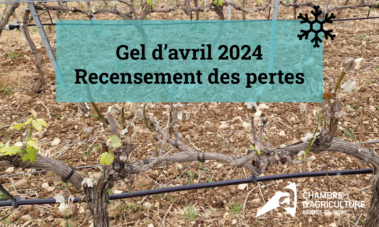 Gel d'avril 2024 dans le 13 - Recensement des pertes - Chambres d'agriculture Provence-Alpes-Côte d'Azur