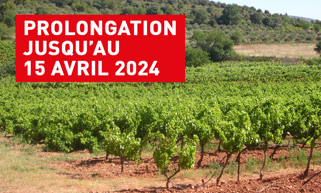 Ouverture du dispositif "fonds d'urgence" pour la viticulture des Bouches-du-Rhône - Chambres d'agriculture Provence-Alpes-Côte d'Azur