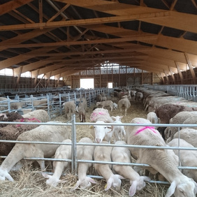 Les Arrêtés Préfectoraux : transport ovins caprins du 18 juin au 13 juillet 2022