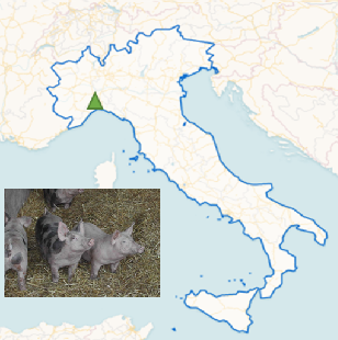 Alerte Peste porcine en Italie